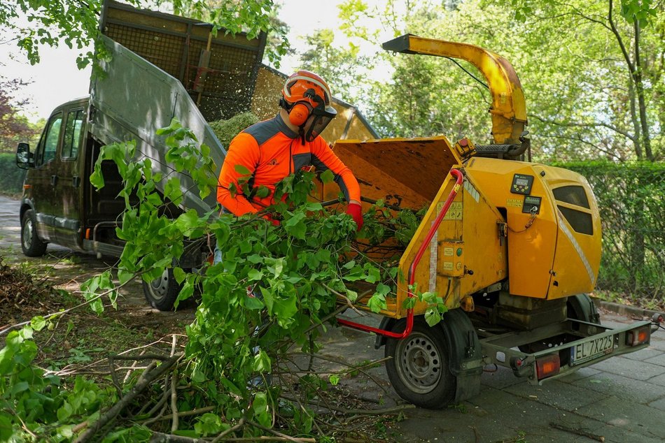 Drzewa przy Palki w Łodzi jak nowe. Ruszyły prace pielęgnacyjne