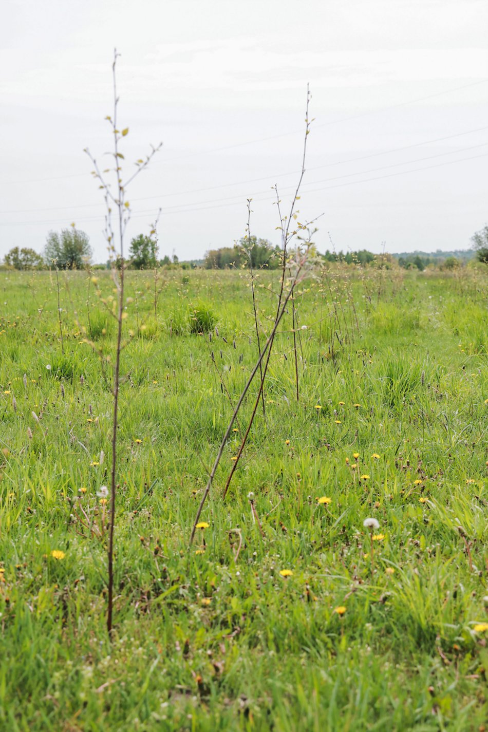 Łódź. Z 15 tysięcy małych sadzonek powstanie prawdziwy gaj!