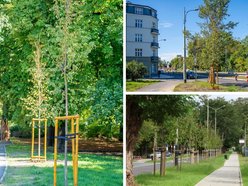 Łódź. Prawie 100 nowych drzew w Łodzi! Jesiony, lipy pojawiły się w centrum miasta