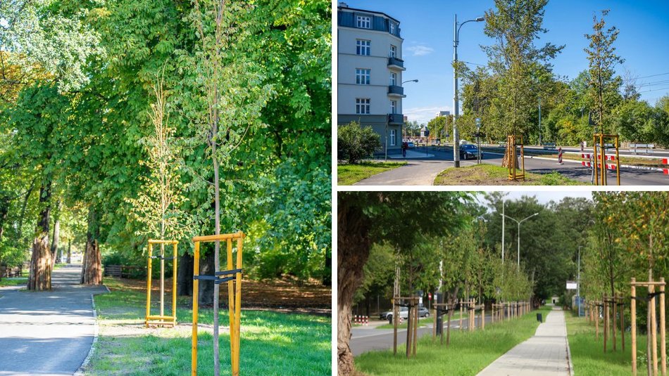 Łódź. Prawie 100 nowych drzew w Łodzi! Jesiony, lipy pojawiły się w centrum miasta