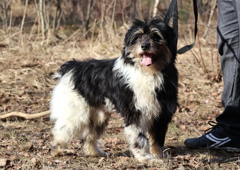 Łódź. Łaciaty ze schroniska w Łodzi to piesek po przejściach. On zasługuje na stały dom!