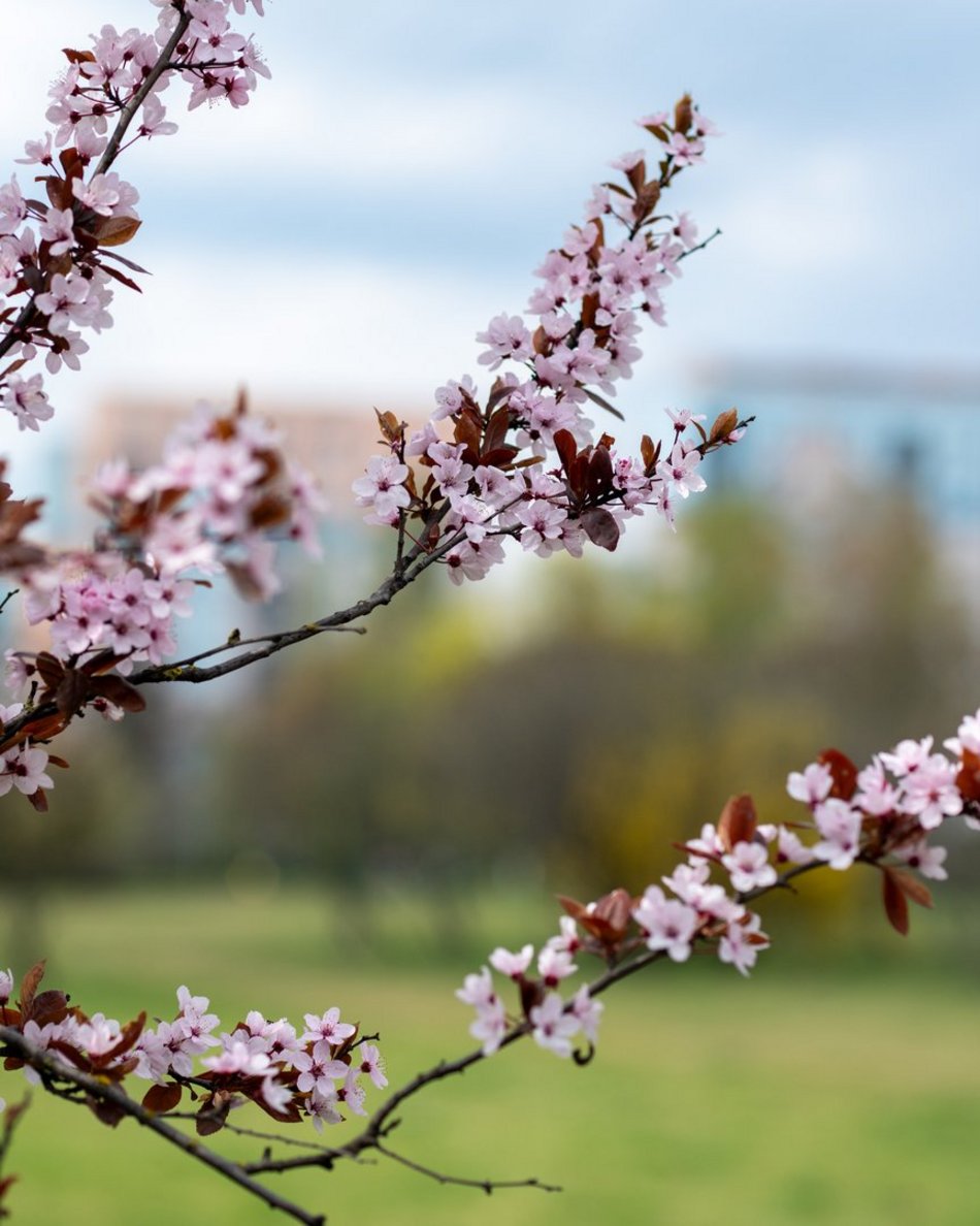 Łódź. Biało-różowy zawrót głowy na Rokicińskiej w Łodzi. Kwitnąca przyroda wygląda, jak z bajki!