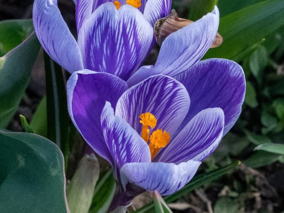 Łódź. Żonkile i krokusy opanowały Piłsudskiego. Wiosna w Łodzi w najpiękniejszym wydaniu