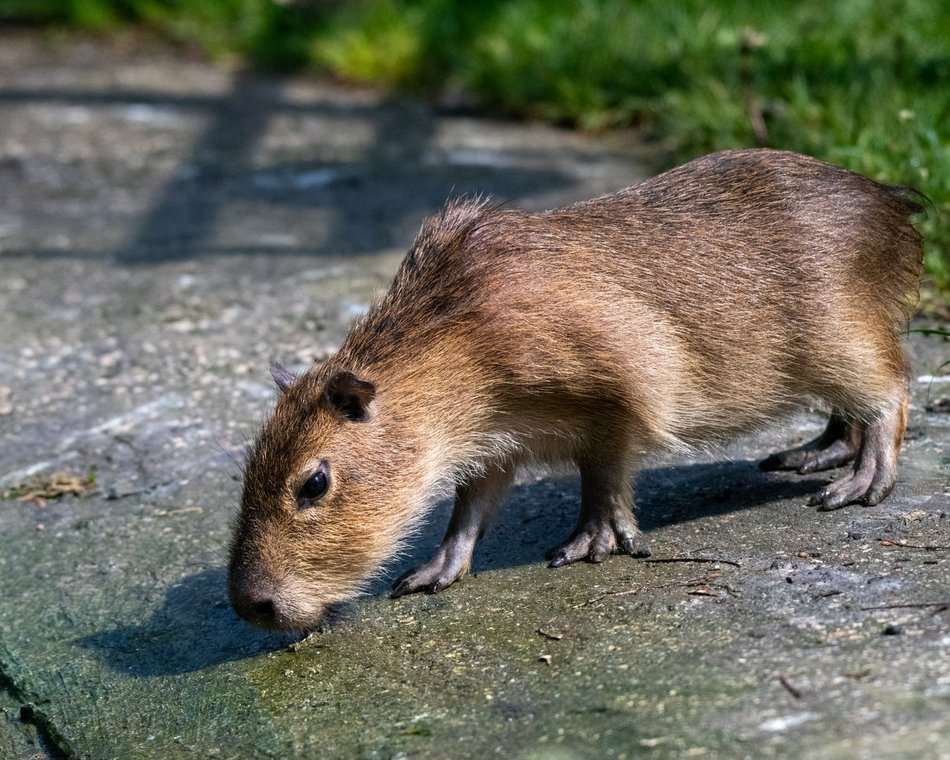 Kapibary w Orientarium Zoo Łódź