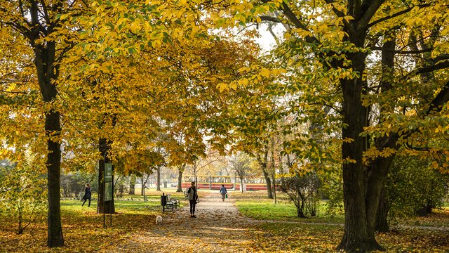 Najpiękniejsze barwy jesieni w Łodzi. Dlaczego liście zmieniają swoje kolory?