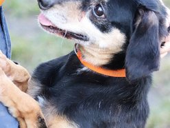 Łódź. Cudny cudak szuka domu. Jest w schronisku w Łodzi o wiele za długo!