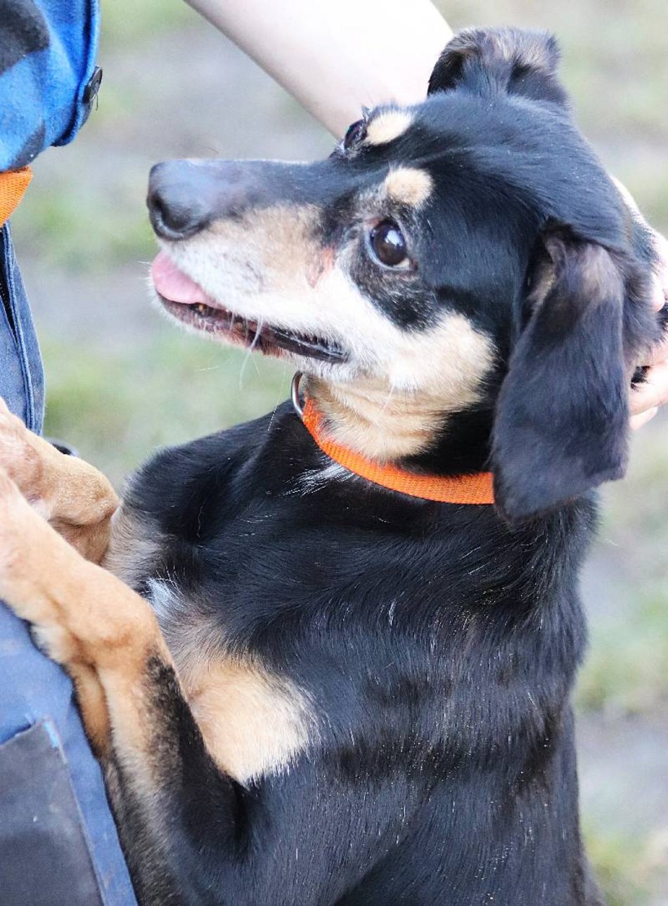 Łódź. Cudny cudak szuka domu. Jest w schronisku w Łodzi o wiele za długo!