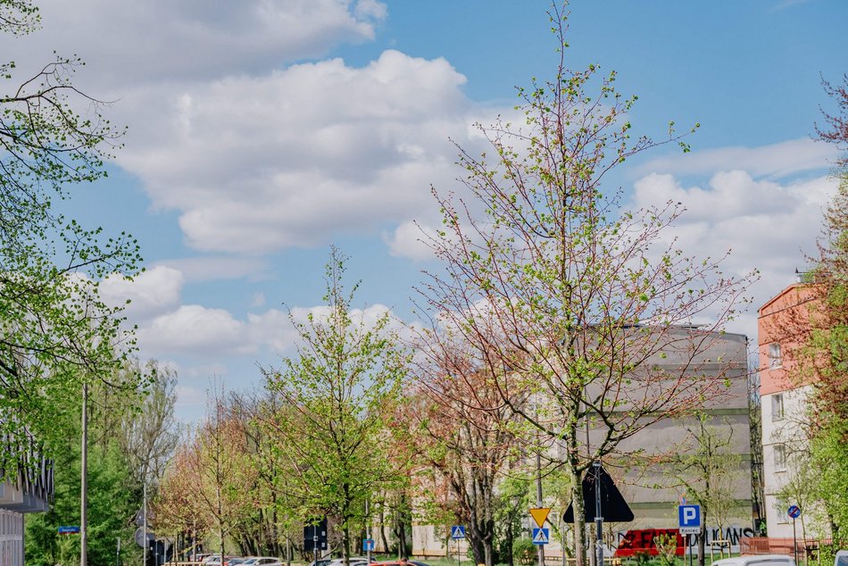 Łódź. Remont Gandhiego w Łodzi. Do nowej jezdni, chodników i parkingów dołączyły drzewa!