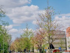 Łódź. Remont Gandhiego w Łodzi. Do nowej jezdni, chodników i parkingów dołączyły drzewa!