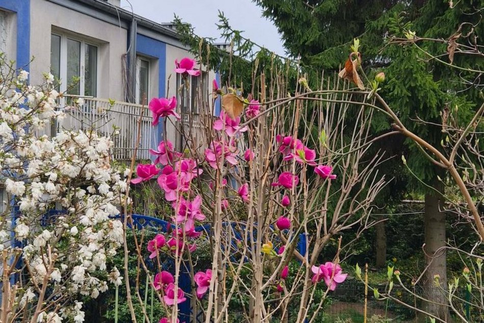 Łódź. Ukryte domki pomiędzy blokami w Łodzi. Niby Zarzew, a jak nadmorski kurort!