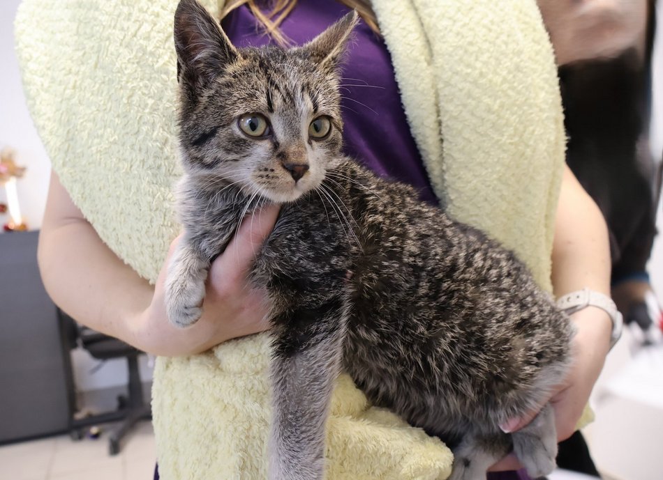 Łódź. Kraty schroniska w Łodzi zamiast choinki