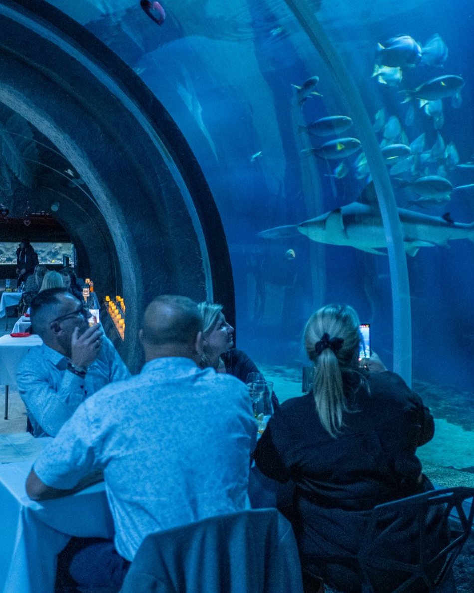 Łódź. Walentynki w Orientarium Zoo Łódź. Przysmaki, koncert na harfie i... zaręczyny