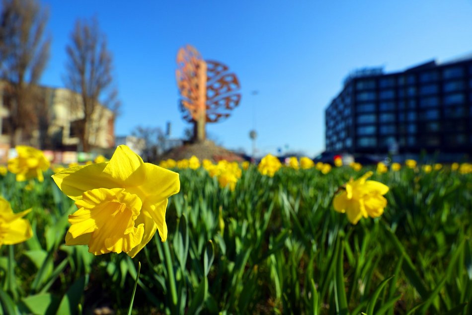 Żonkile opanowały rondo Solidarności w Łodzi. Zwróć na nie uwagę, kiedy stoisz na światłach