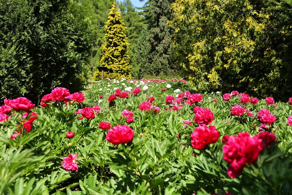 Ogród Botaniczny w Łodzi. Kwitnące rośliny