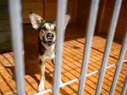 Schronisko w Łodzi świętuje koniec remontu! I zaczyna współpracę m.in. z Widzewem Łódź