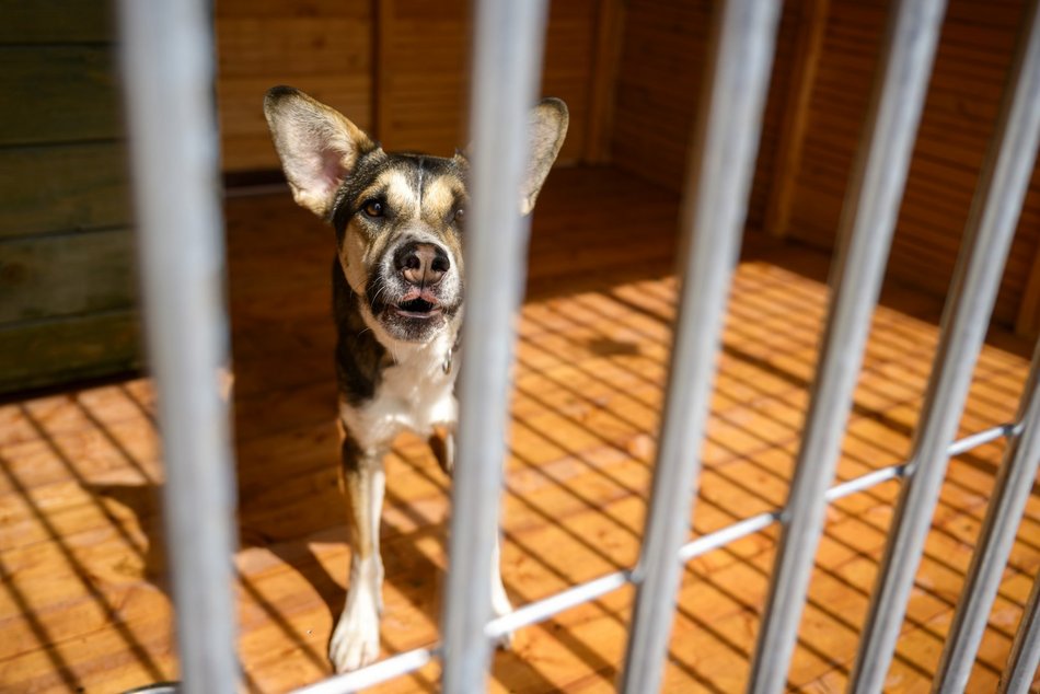 Schronisko w Łodzi świętuje koniec remontu! I zaczyna współpracę m.in. z Widzewem Łódź
