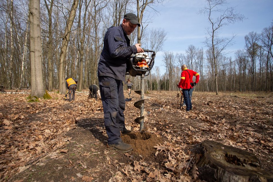 Drzewa posadzono w Lesie Łagiewnickim