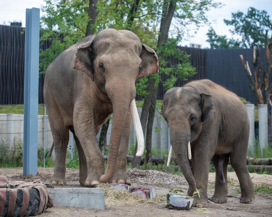 Łódź. Co robić w weekend w Łodzi? Hawaje na Fali, Galante Targi, Dzień Słonia, koncerty i inne