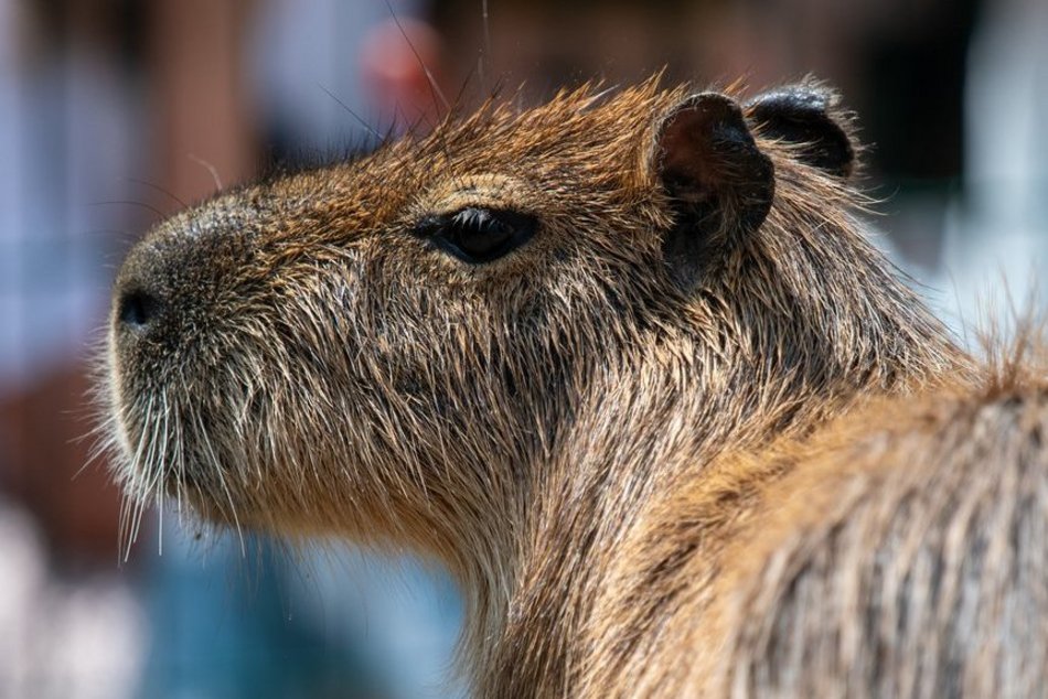 Łódź. Zlot Fanów Kapibary w Orientarium Zoo Łódź i Aquaparku Fala! Tego jeszcze w Polsce nie było!
