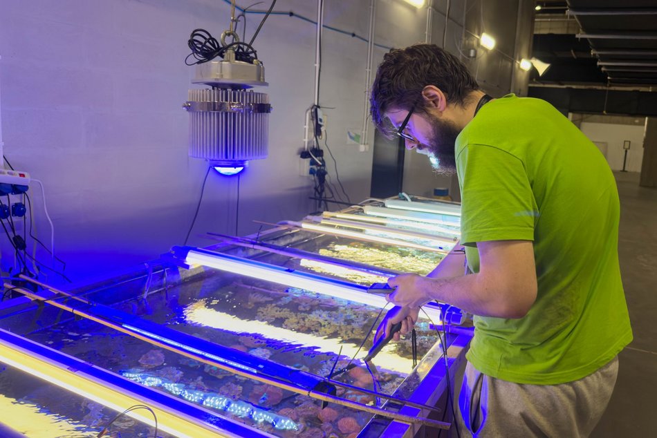 Łódź. Największy przemyt w historii udaremniony! Niemal 1000 koralowców uratowanych przez Orientarium