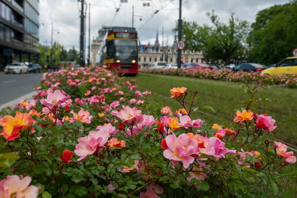 Łódź. Róże przy ul. Północnej w Łodzi