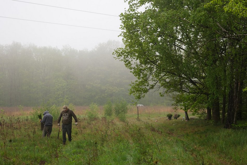 Łódź. Prawie 19 tysięcy nowych drzew w Łodzi jeszcze wiosną