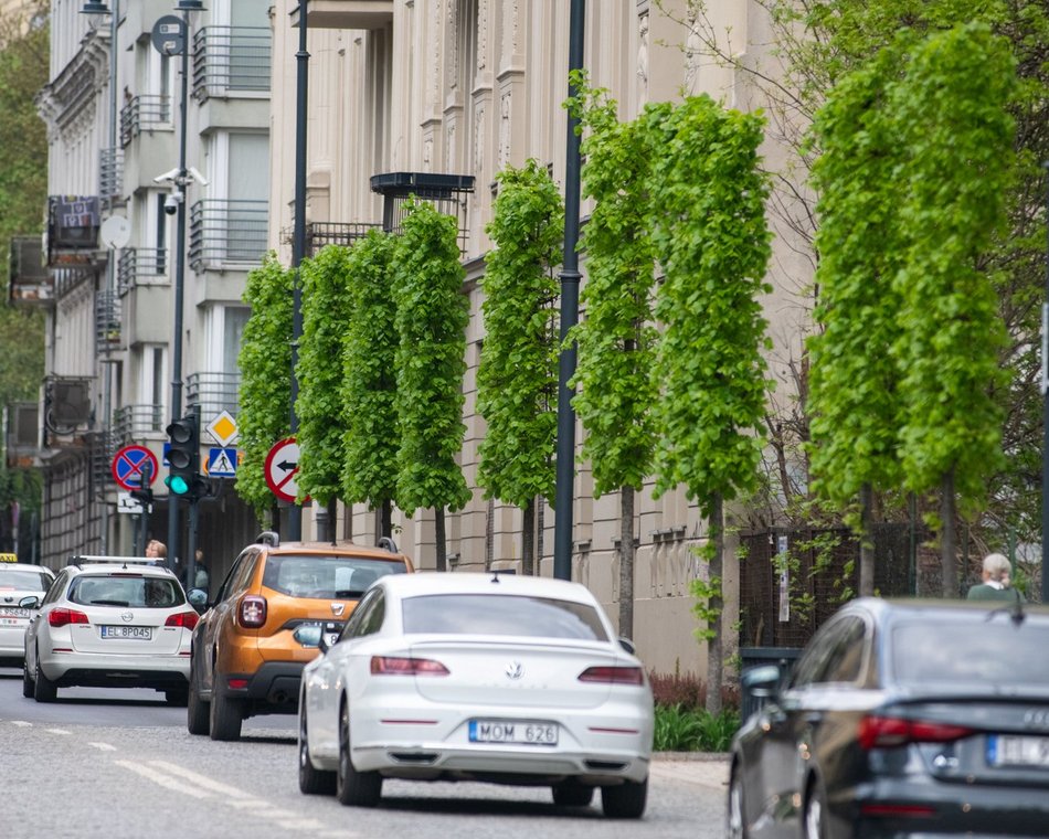 Łódź. Drzewa przy ul. Sienkiewicza w Łodzi