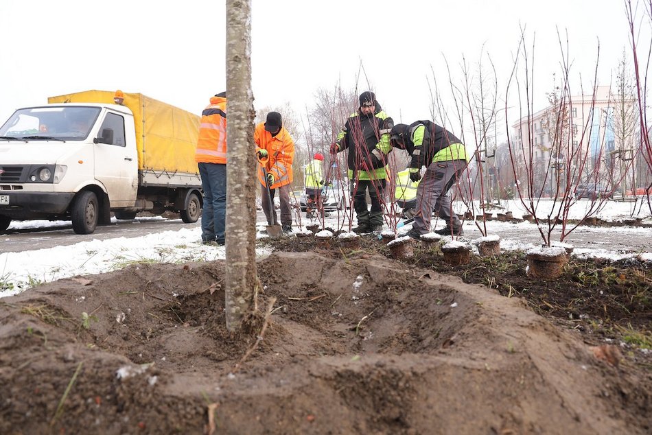 Łódź. Aż 20 tysięcy nowych drzew w 2025 roku