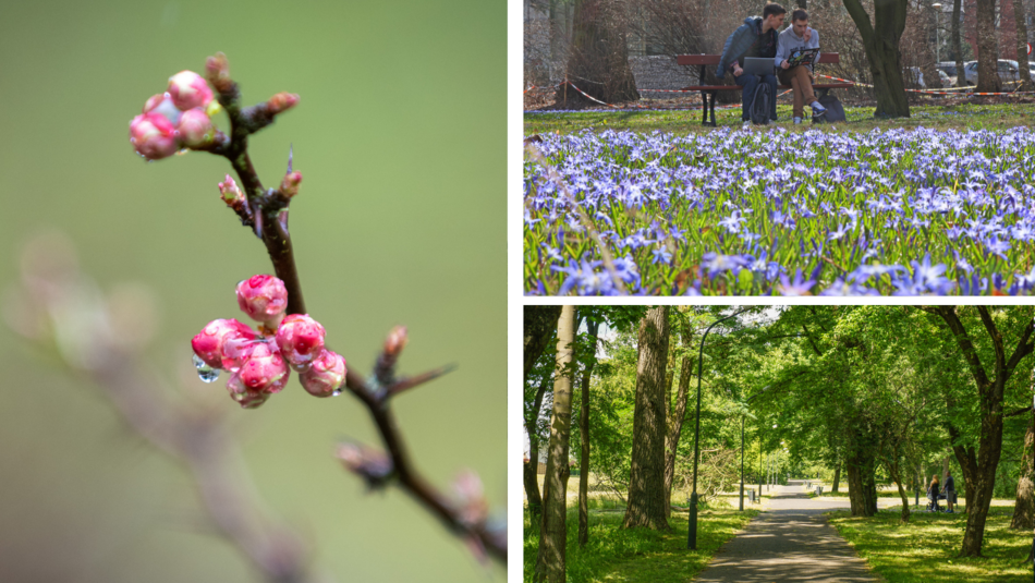 Wiosna w Łodzi - cebulice w parku Klepacza, Ogród Botaniczny w Łodzi