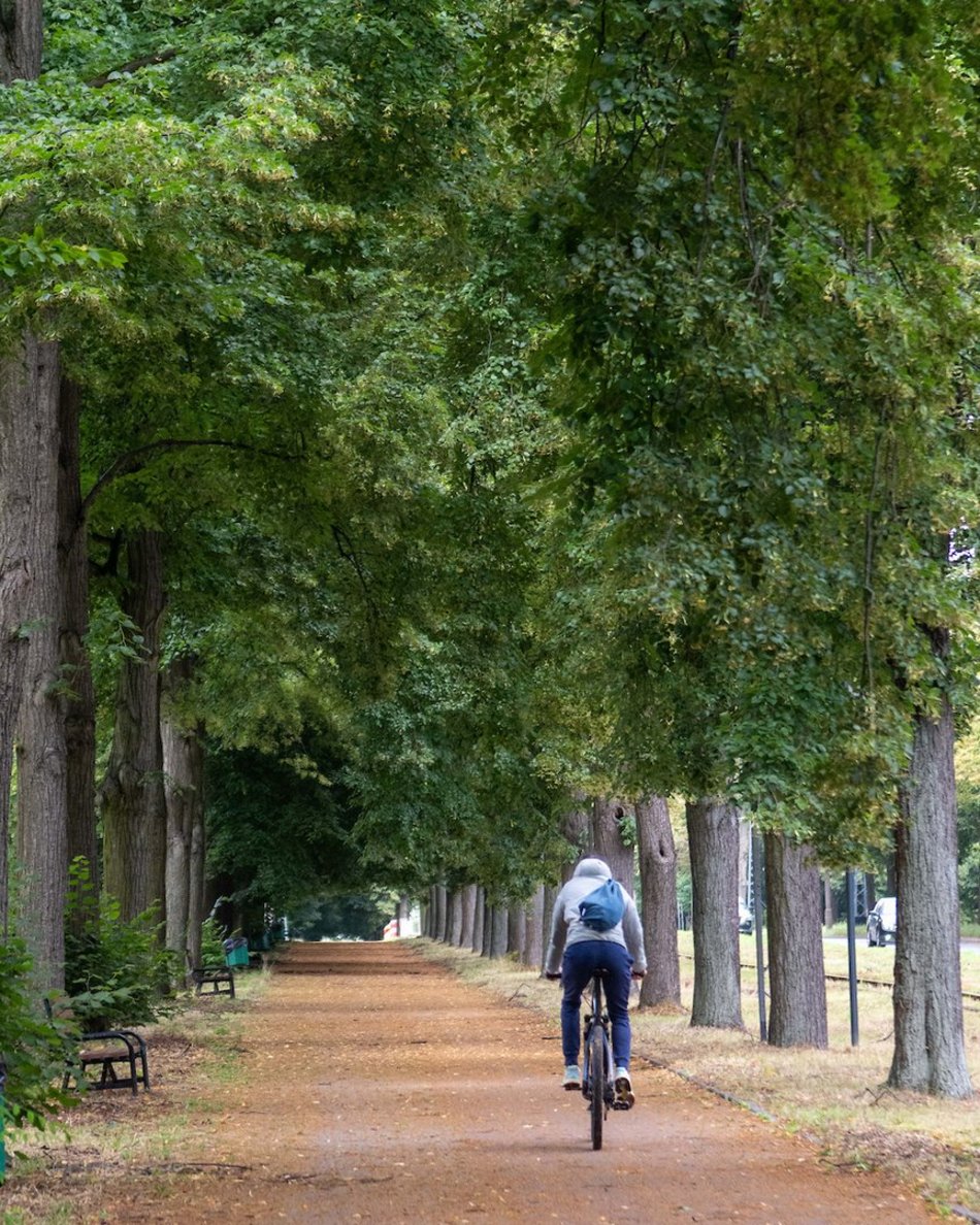 Łódź. Lipowa aleja w parku na Zdrowiu. Zielone serce Łodzi