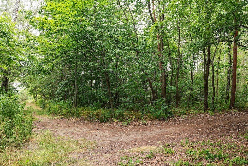 Łódź. Nowy park leśny w Łodzi! Mieszkańcy Dorabialskiej zyskali zieloną oazę!