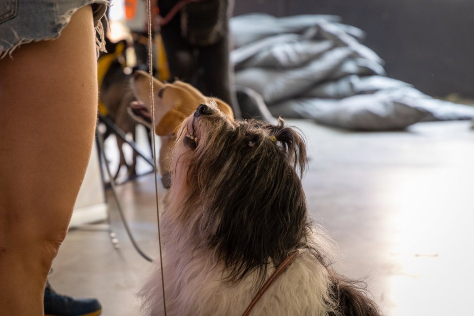 Łódź. Gastro dla schroniska w Łodzi. Tak się łączy miłość do jedzenia, muzyki i zwierząt!