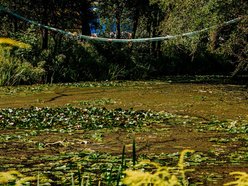 Łódź. Wiewiórki w Łodzi przygotowują się na zimę. Sprawdź, jak im w tym pomóc