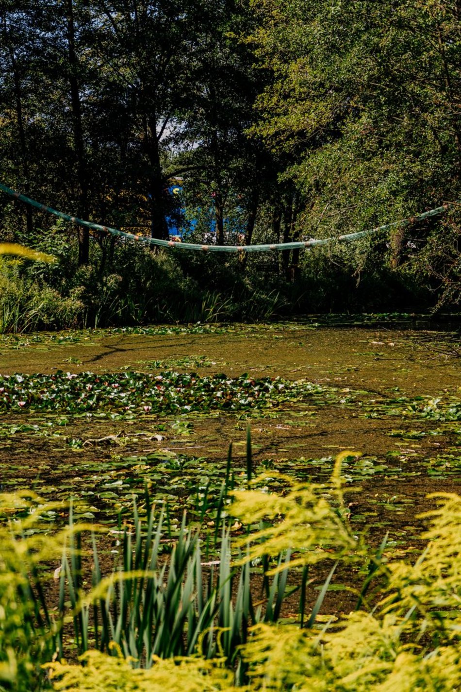 Łódź. Wiewiórki w Łodzi przygotowują się na zimę. Sprawdź, jak im w tym pomóc