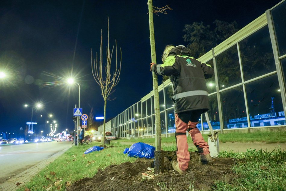 Łódź. Nowe drzewa przy Jana Pawła II