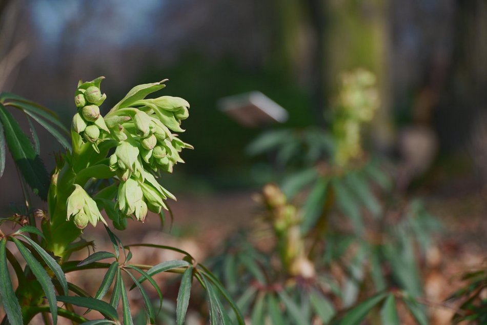 Łódź. Ogród Botaniczny w Łodzi
