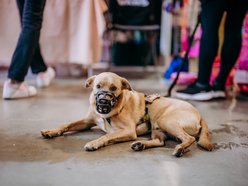 Targi dla zwierzaków przy Piotrkowskiej 217. Zobacz galerię, jeszcze zdążysz tam wpaść!