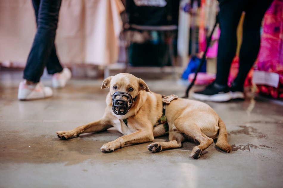 Targi dla zwierzaków przy Piotrkowskiej 217. Zobacz galerię, jeszcze zdążysz tam wpaść!