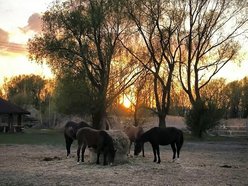 Łódź. Stajnia Podkawa na Smulsku (ul. Smulska 28)