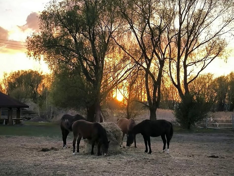 Łódź. Stajnia Podkawa na Smulsku (ul. Smulska 28)