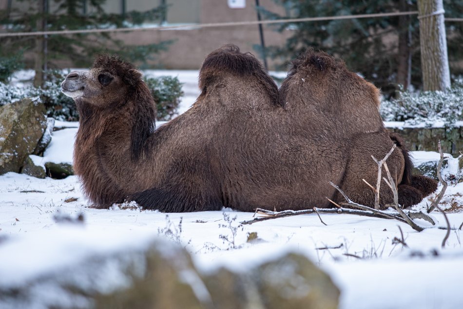 Wielbłądzica Konstancja, Orientarium Zoo Łódź