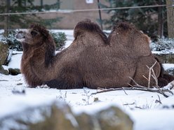 Wielbłądzica Konstancja, Orientarium Zoo Łódź