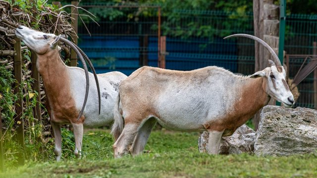 Orientarium Zoo Łódź dołączyło do Reverse The Red. Globalnej inicjatywy na rzecz zagrożonych gatunków