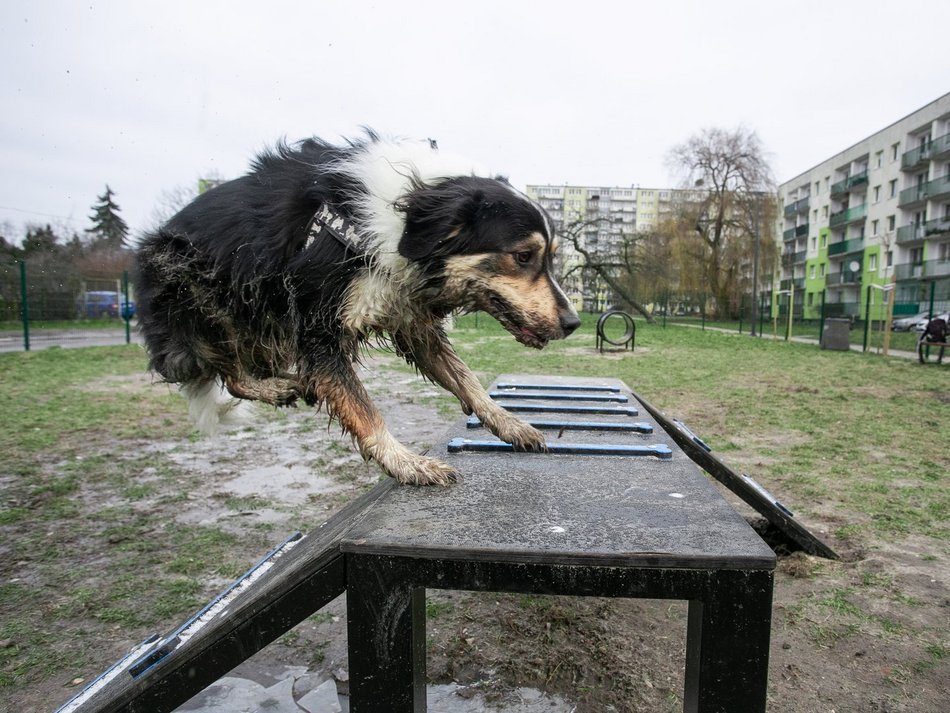 Psi park przy ul. Dzwonowej