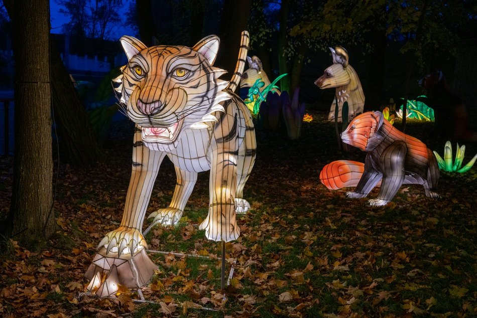 Park Miliona Świateł w Łodzi otwarty! Magiczne zwierzęta opanowały Orientarium Zoo Łódź
