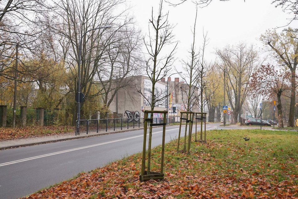 Łódź coraz bardziej zielona! Nowe drzewa pojawiły się na Górnej