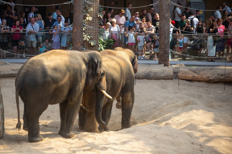 Łódź. Dzień Słonia w Orientarium Zoo Łódź. Tłumy łodzian i mnóstwo dobrej zabawy