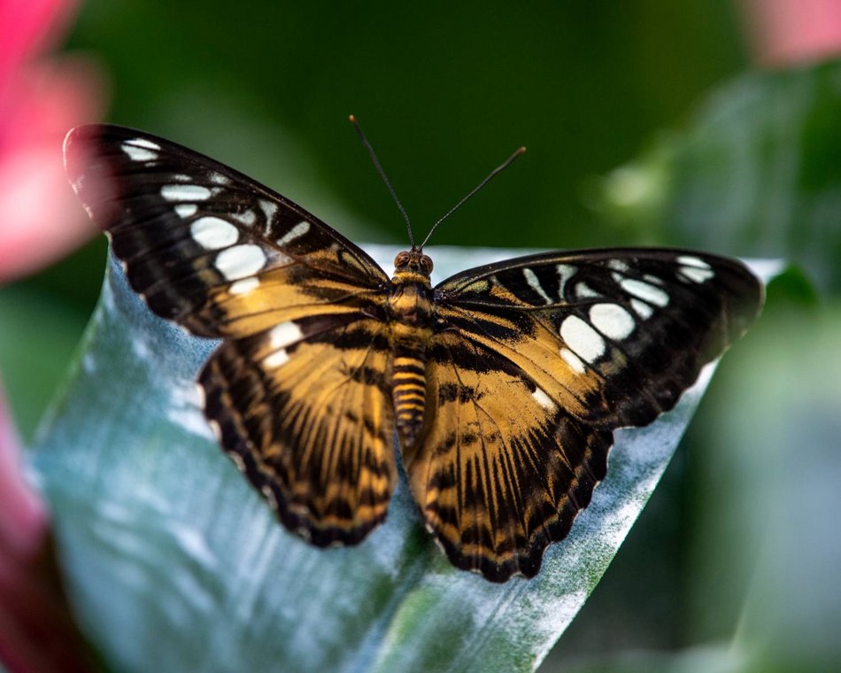 Łódź. Maj w Orientarium Zoo Łódź. Baby boom, motyle i nowi mieszkańcy