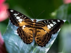 Łódź. Maj w Orientarium Zoo Łódź. Baby boom, motyle i nowi mieszkańcy