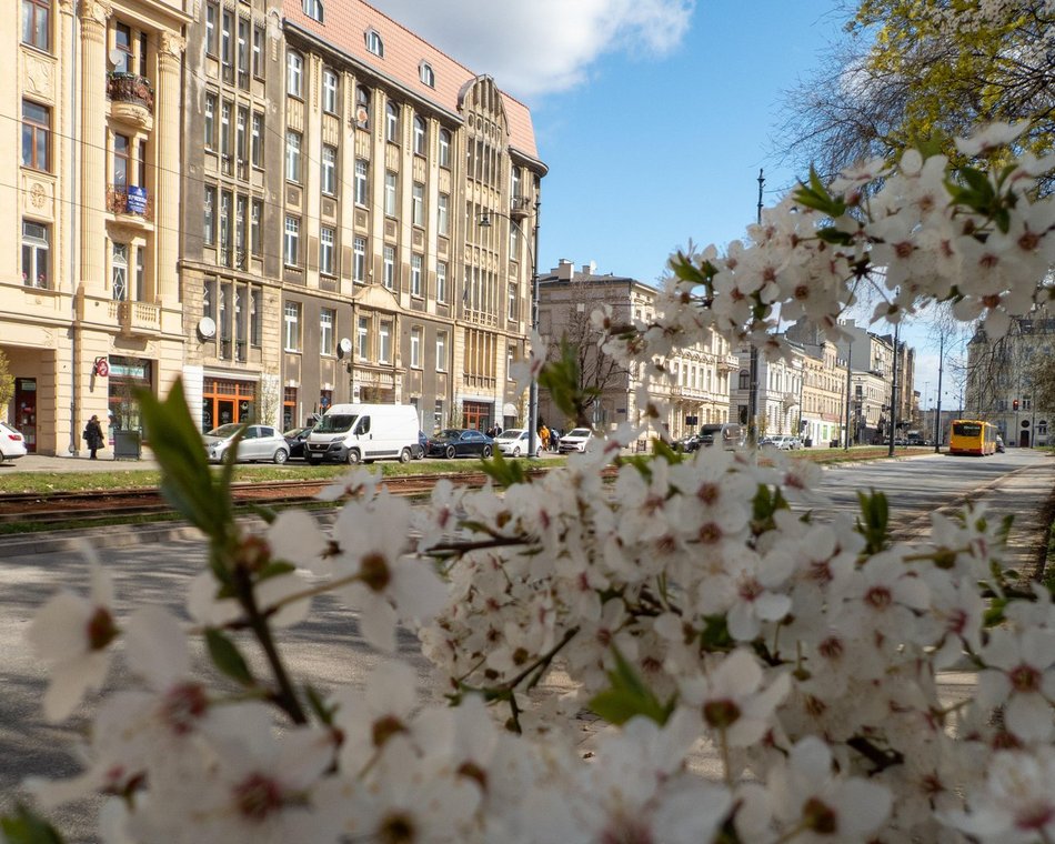 Łódź. Wiosna zagościła na Narutowicza w Łodzi na dobre! Spacer tam to czysta przyjemność
